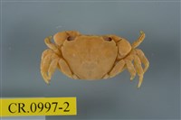 藏品(平背蜞)的圖片